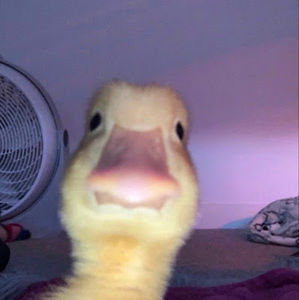 Meet your Posher, Aylin